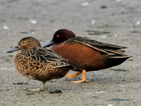 Cinnamon Teal